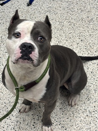 Shelter Stray Male Dog last seen Near yarbrough dr, South Fulton, GA, 1251 Fulton Industrial Blvd NW, Atlanta, GA 30336, USA