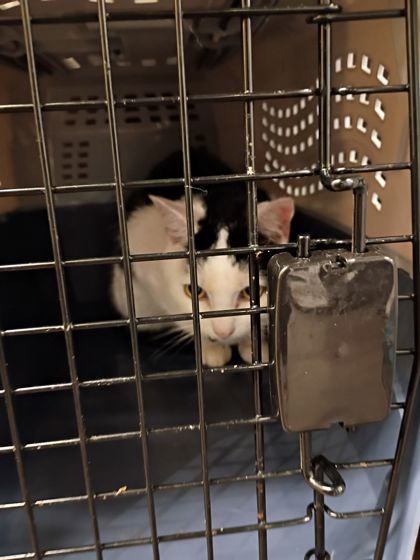 Shelter Stray Male Cat last seen Near River Ridge Dr, Roswell, GA, 1251 Fulton Industrial Blvd NW, Atlanta, GA 30336, USA