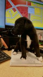 Shelter Stray Male Dog last seen JASANDRA WAY, 75149, TX, 1650 Gross Rd, Mesquite, TX 75149, USA