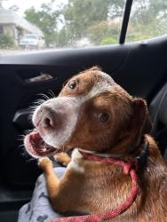 Found/Stray Male Dog last seen Woodstream Village Drive and Maple Bend, Kingwood, TX, Houston, TX 77345