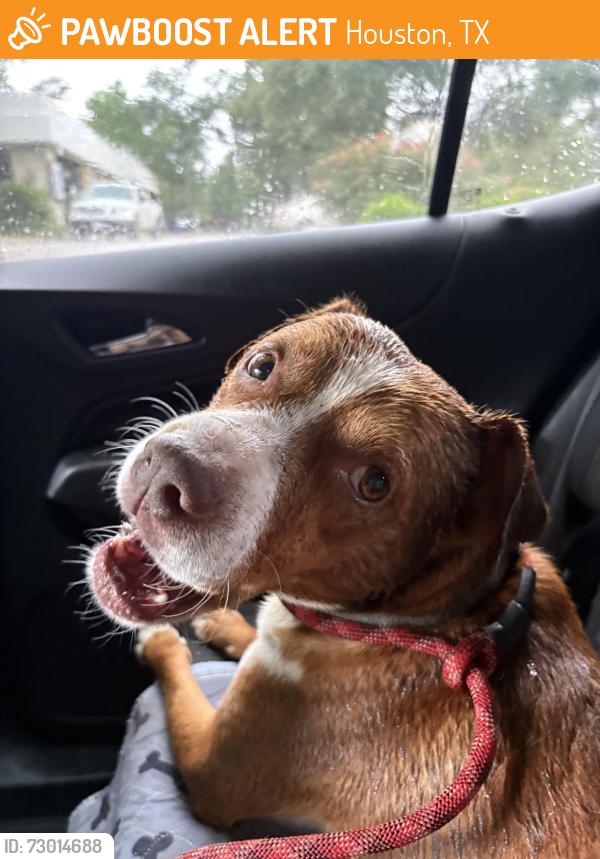 Found/Stray Male Dog last seen Woodstream Village Drive and Maple Bend, Kingwood, TX, Houston, TX 77345