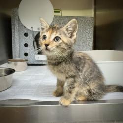 Shelter Stray Female Cat last seen Panama- FH, FOREST HILL, TX, 3961 Bluebell Dr, Everman, TX 76140, USA
