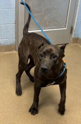 Shelter Stray Male Dog last seen Near Dekalb Industrial Way, 30033, GA, 3280 Chamblee Dunwoody Rd, Chamblee, GA 30341, USA