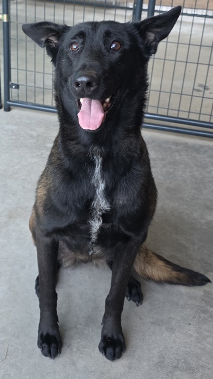 Shelter Stray Female Dog last seen GERRY WY & PALM AVE, Roseville City, CA, 200 Tahoe Ave, Roseville, CA 95678, USA