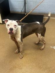 Shelter Stray Female Dog last seen Near Fleetwood Dr Atlanta, 30316, 30316, GA, 3280 Chamblee Dunwoody Rd, Chamblee, GA 30341, USA