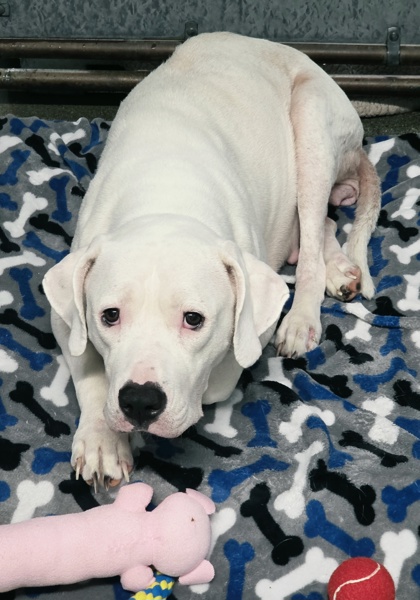 Shelter Stray Female Dog last seen Coloma Way / Sunrise Ave, Roseville City, CA, 200 Tahoe Ave, Roseville, CA 95678, USA