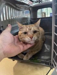 Shelter Stray Female Cat last seen Hickory Dr. / Main St., Duncanville, TX, 1150 E Pleasant Run Rd, Cedar Hill, TX 75104, USA