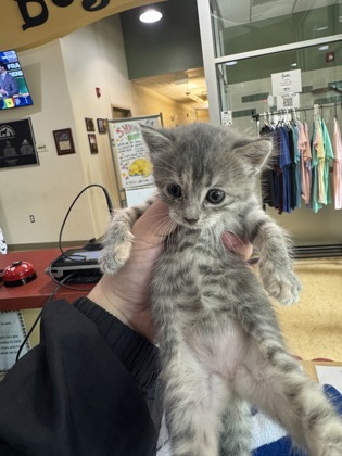 Shelter Stray Female Cat last seen Teakwood Dr., Duncanville, TX, 1150 E Pleasant Run Rd, Cedar Hill, TX 75104, USA