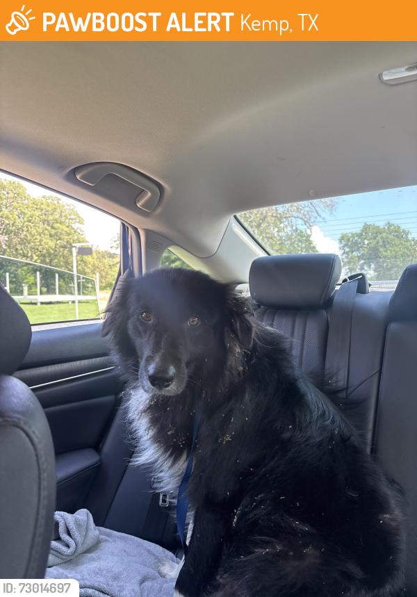 Found/Stray Male Dog last seen Kemp post office , Kemp, TX 75143