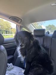Found/Stray Male Dog last seen Kemp post office , Kemp, TX 75143
