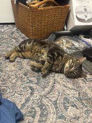 Found/Stray Male Cat last seen Near , Trappe, PA 19426