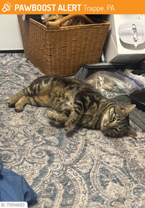 Found/Stray Male Cat last seen Near , Trappe, PA 19426
