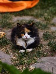 Lost Female Cat last seen 600south 500/600 east, Salt Lake City, UT 84102