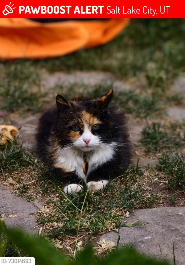 Lost Female Cat last seen 600south 500/600 east, Salt Lake City, UT 84102