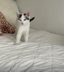 Lost Female Cat last seen Gildernburgh , Peterborough, England PE1