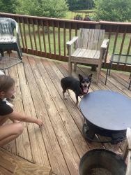 Reunited Female Dog last seen  Volunteer rd. , Pinnacle, NC 27043