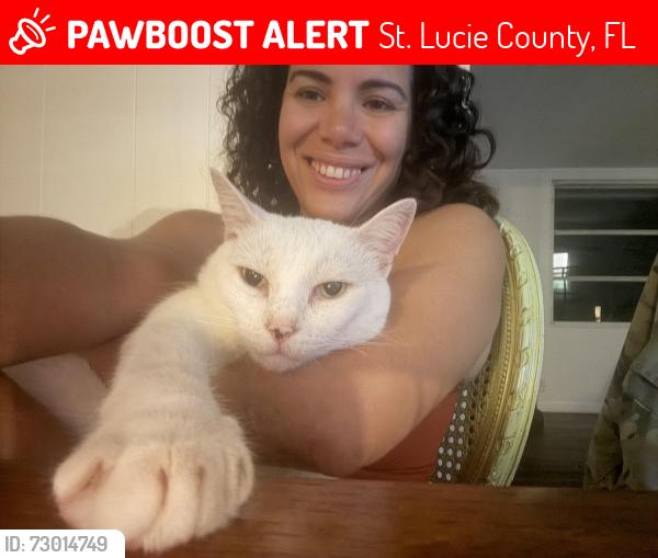 Lost Male Cat last seen Spanish Lakes on US 1, St. Lucie County, FL 34952