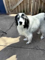 Lost Female Dog last seen East Lincoln and Hillside, Wichita, KS 67211