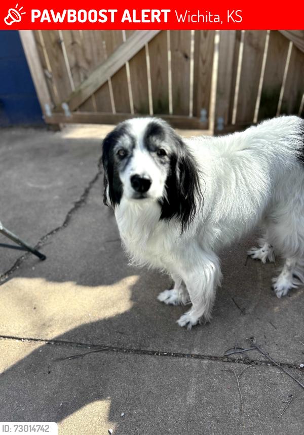 Lost Female Dog last seen East Lincoln and Hillside, Wichita, KS 67211