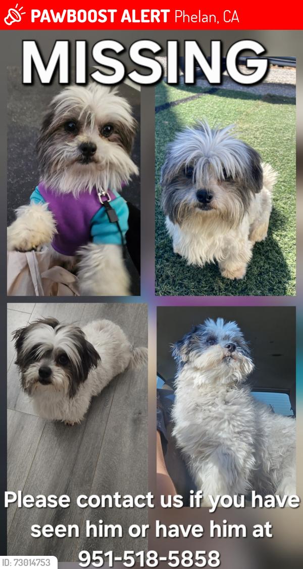 Lost Male Dog last seen Avenal st, Phelan, CA 92371