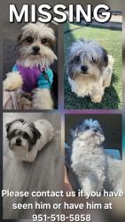Lost Male Dog last seen Avenal st, Phelan, CA 92371
