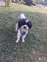 Reunited Male Dog last seen Venus lane, 45231, Groesbeck, OH 45251