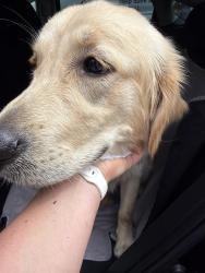 Reunited Female Dog last seen 18th and Palmetto, Sanford, FL 32771
