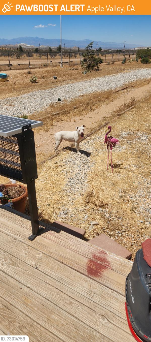Found/Stray Female Dog last seen Between quarry and Johnson rd., Apple Valley, CA 92307