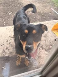 Found/Stray Male Dog last seen West avenue and Patricia, San Antonio, TX 78216
