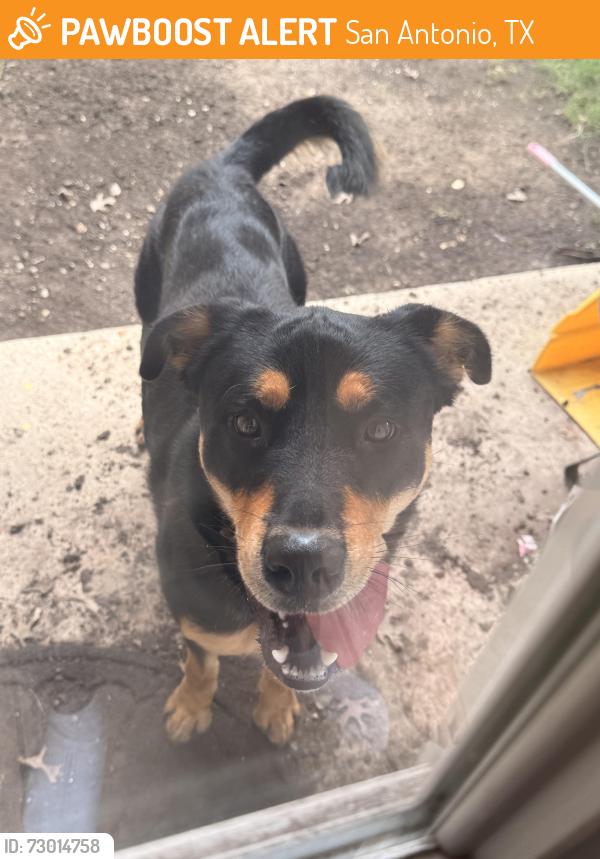 Found/Stray Male Dog last seen West avenue and Patricia, San Antonio, TX 78216