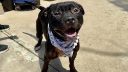 Shelter Stray Male Dog last seen Willowbrook Road, STATEN ISLAND, NY, 10302, 3139 Veterans Rd W, Staten Island, NY 10309, USA