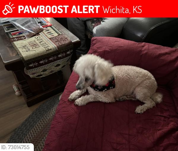 Lost Male Dog last seen Maple and St. Paul, Wichita, KS 67213