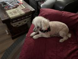 Lost Male Dog last seen Maple and St. Paul, Wichita, KS 67213