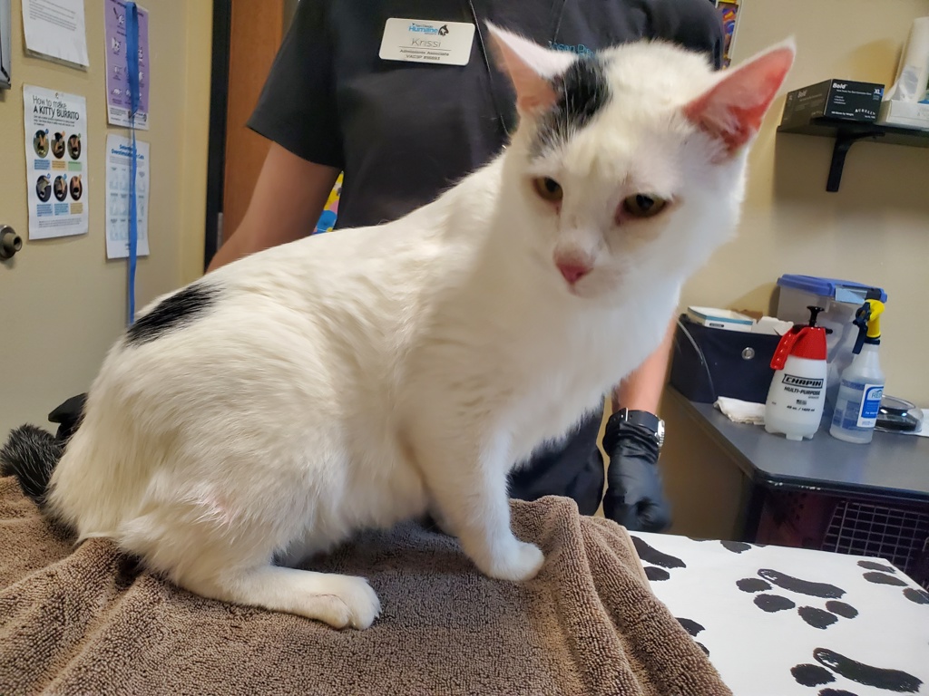 Shelter Stray Male Cat last seen College Avenue, Oceanside, CA, 92054, Oceanside, CA 92058, USA