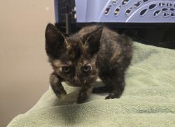 Shelter Stray Female Cat last seen Near E Bobier Drive, Vista, CA, 92084, Oceanside, CA 92058, USA