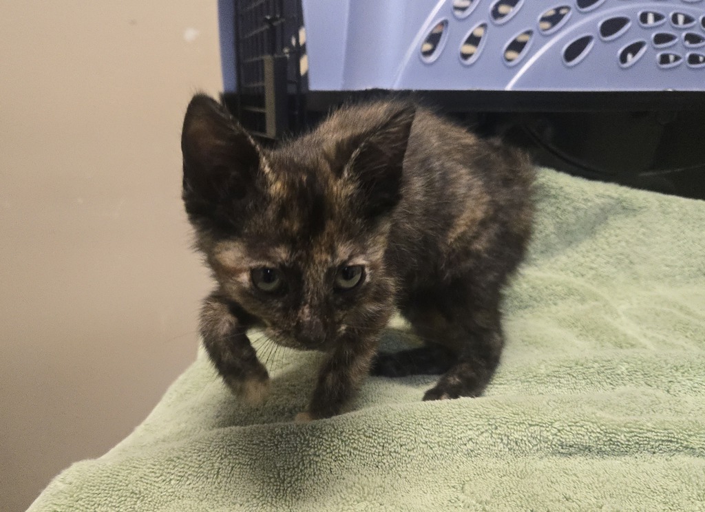 Shelter Stray Female Cat last seen Near E Bobier Drive, Vista, CA, 92084, Oceanside, CA 92058, USA