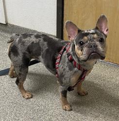 Shelter Stray Female Dog last seen Babcock Street, San Diego, CA, 92127, Escondido, CA 92027, USA