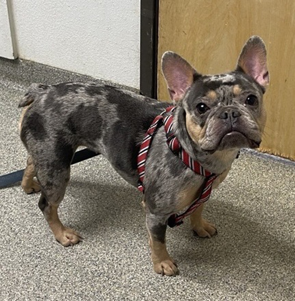 Shelter Stray Female Dog last seen Babcock Street, San Diego, CA, 92127, Escondido, CA 92027, USA