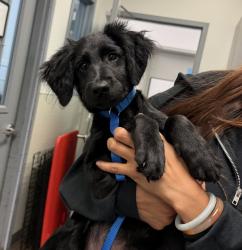 Shelter Stray Female Dog last seen Near University Ave, San Diego, CA, 92115, 5500 Gaines St, San Diego, CA 92110, USA