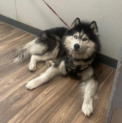 Shelter Stray Male Dog last seen Near Sports Arena Boulevard, San Diego, CA, 92110, 5500 Gaines St, San Diego, CA 92110, USA