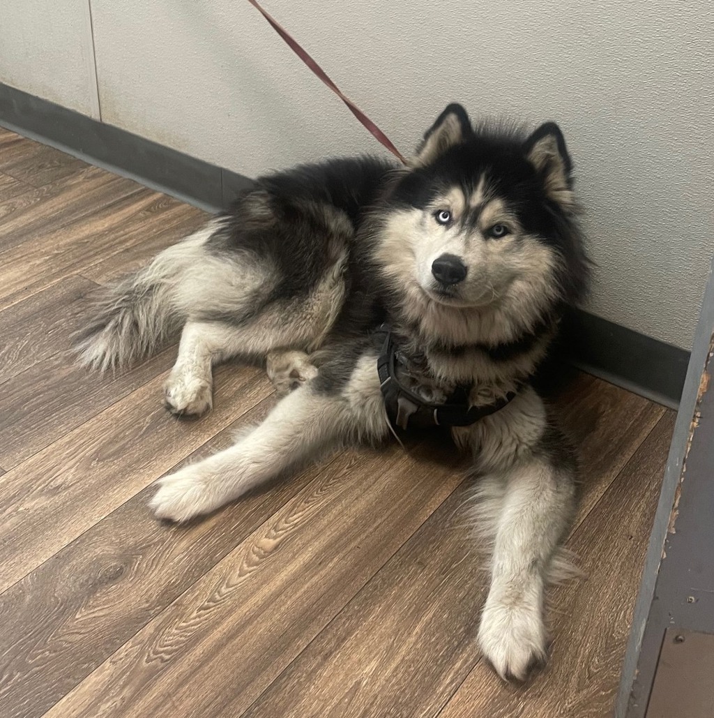 Shelter Stray Male Dog last seen Near Sports Arena Boulevard, San Diego, CA, 92110, 5500 Gaines St, San Diego, CA 92110, USA