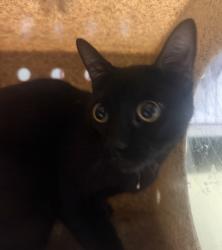 Shelter Stray Female Cat last seen Near W Bel Esprit Circle, San Marcos, CA, 92069, Escondido, CA 92027, USA