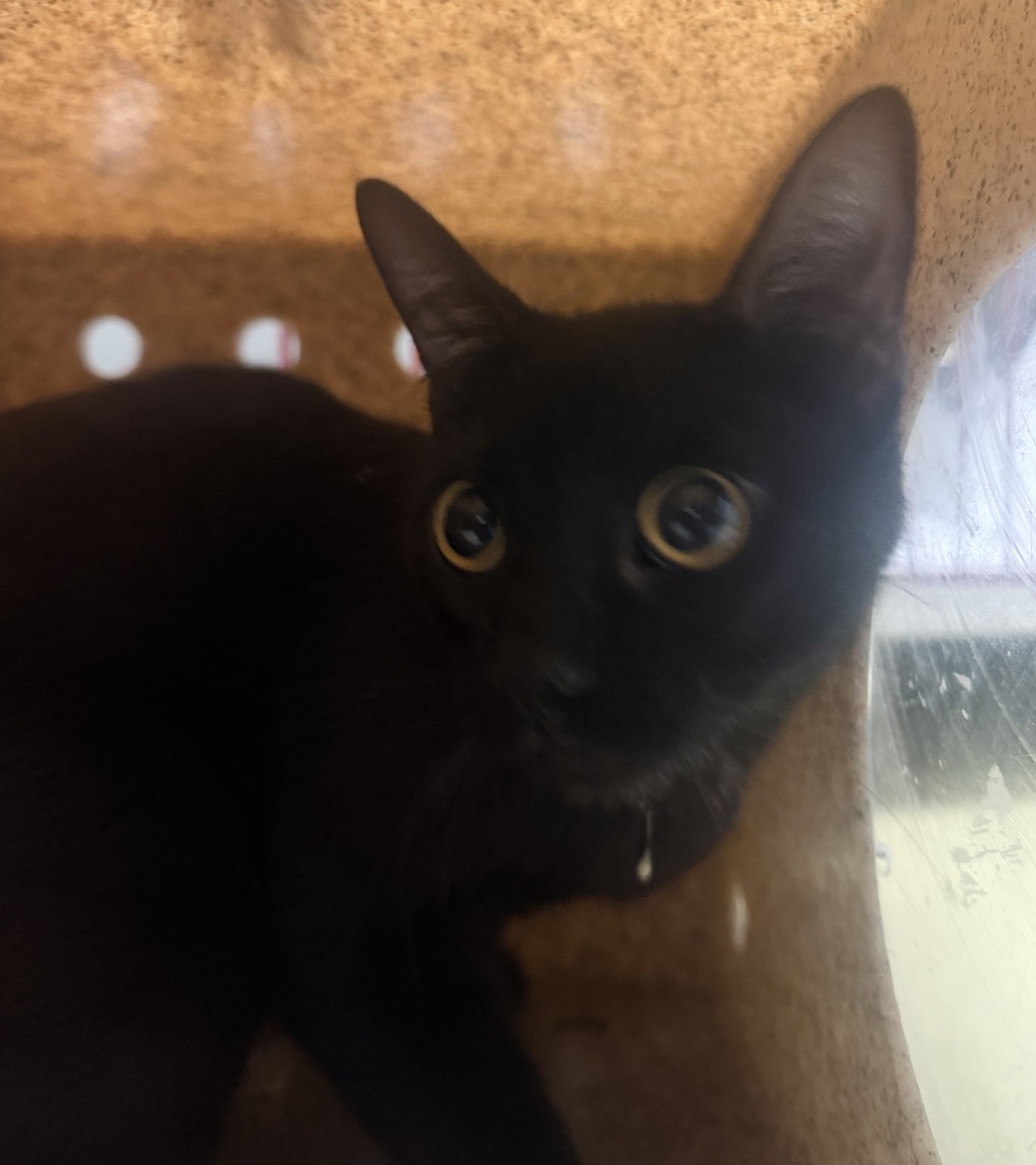 Shelter Stray Female Cat last seen Near W Bel Esprit Circle, San Marcos, CA, 92069, Escondido, CA 92027, USA