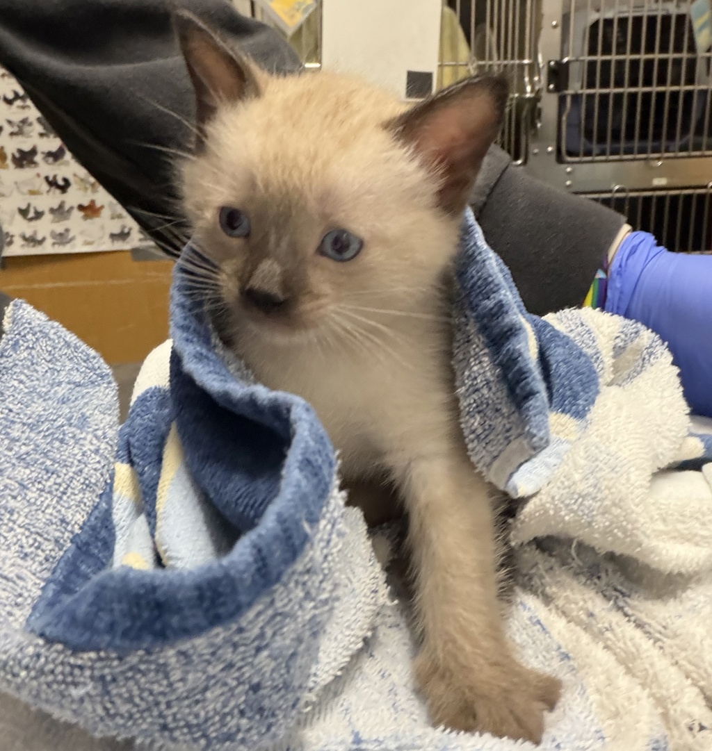 Shelter Stray Male Cat last seen Near W Bel Esprit Circle, San Marcos, CA, 92069, Escondido, CA 92027, USA