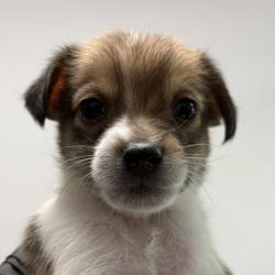 Shelter Stray Male Dog last seen on Bonsall ST, San Diego, CA, 92114, 5500 Gaines St, San Diego, CA 92110, USA