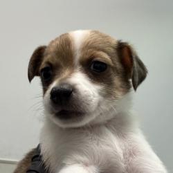 Shelter Stray Female Dog last seen on Bonsall ST, San Diego, CA, 92114, 5500 Gaines St, San Diego, CA 92110, USA