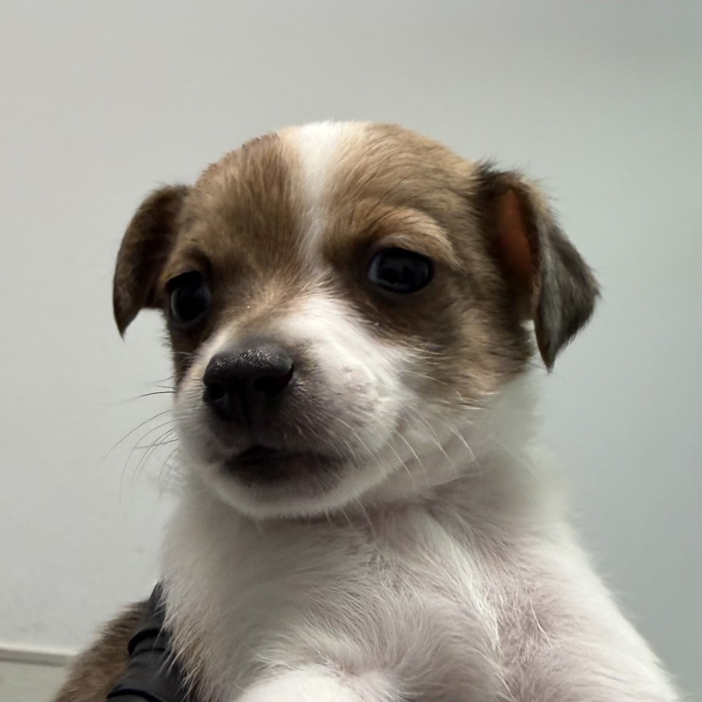 Shelter Stray Female Dog last seen on Bonsall ST, San Diego, CA, 92114, 5500 Gaines St, San Diego, CA 92110, USA