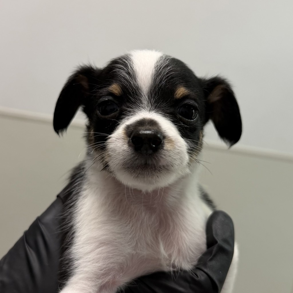 Shelter Stray Female Dog last seen on Bonsall ST, San Diego, CA, 92114, 5500 Gaines St, San Diego, CA 92110, USA