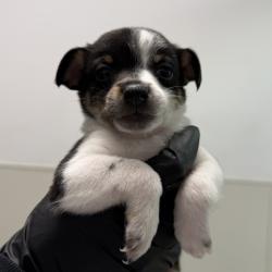 Shelter Stray Male Dog last seen on Bonsall ST, San Diego, CA, 92114, 5500 Gaines St, San Diego, CA 92110, USA