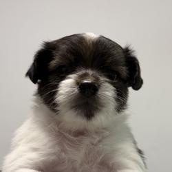 Shelter Stray Male Dog last seen on Bonsall ST, San Diego, CA, 92114, 5500 Gaines St, San Diego, CA 92110, USA